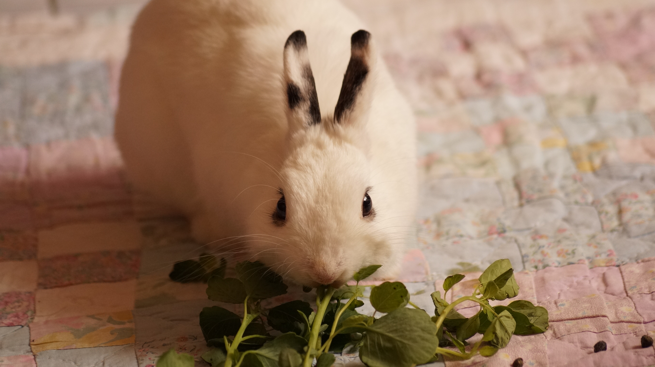 Bunny